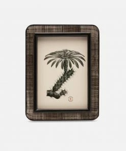 Pigeon & Poodle Frame Dark Chiseled Horn ( Available In 2 Sizes) Father's Day