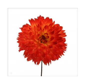 Art Addiction ACRYLIC SCULPTURE BOTANICAL FLOWER COLOR Father's Day 1 Art Addiction ACRYLIC SCULPTURE BOTANICAL FLOWER COLOR Father's Day