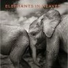 Teneus Publishing Gifts By Occasion Elephants In Heaven Book