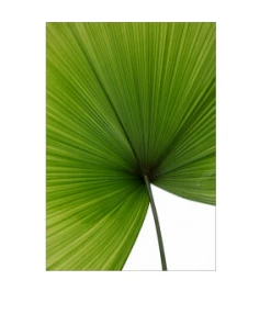 Art Addiction ACRYLIC SCULPTURE PALM FAN GREEN Father's Day