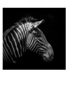 Art Addiction ACRYLIC SCULPTURE ZEBRA PROFILE Father's Day