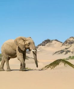 Teneus Publishing Gifts By Occasion Namibia Book