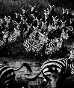 Teneus Publishing Gifts By Occasion The Family Album Of Wild Africa Book