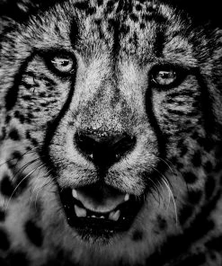 Teneus Publishing Gifts By Occasion The Family Album Of Wild Africa Book