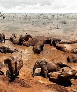 Teneus Publishing Gifts By Occasion Elephants In Heaven Book