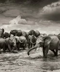 Teneus Publishing Gifts By Occasion Elephants In Heaven Book