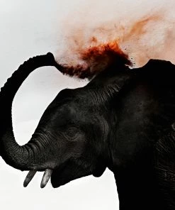 Teneus Publishing Gifts By Occasion Elephants In Heaven Book