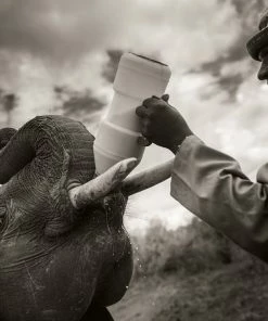 Teneus Publishing Gifts By Occasion Elephants In Heaven Book