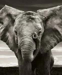 Teneus Publishing Gifts By Occasion Elephants In Heaven Book