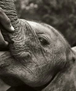 Teneus Publishing Gifts By Occasion Elephants In Heaven Book