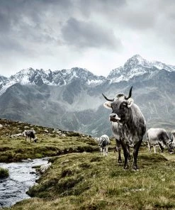 Teneus Publishing Gifts By Occasion The Cow Book 11 Teneus Publishing Gifts By Occasion The Cow Book