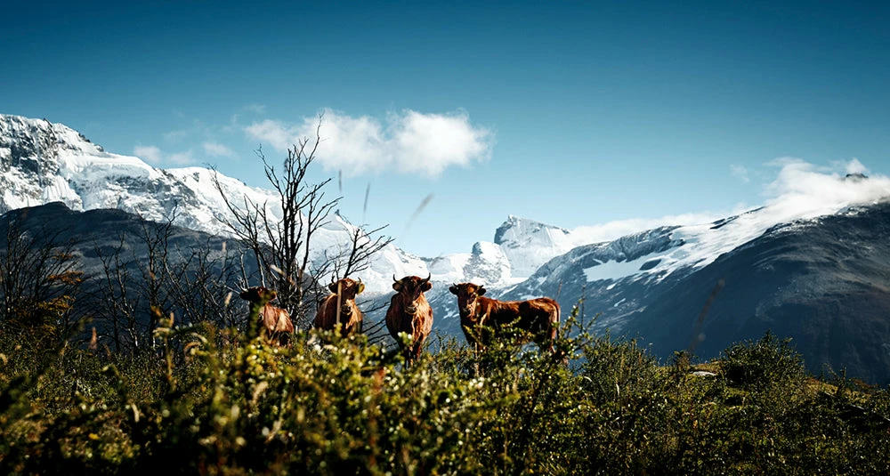 Teneus Publishing Gifts By Occasion The Cow Book 2 Teneus Publishing Gifts By Occasion The Cow Book