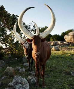 Teneus Publishing Gifts By Occasion The Cow Book 8 Teneus Publishing Gifts By Occasion The Cow Book