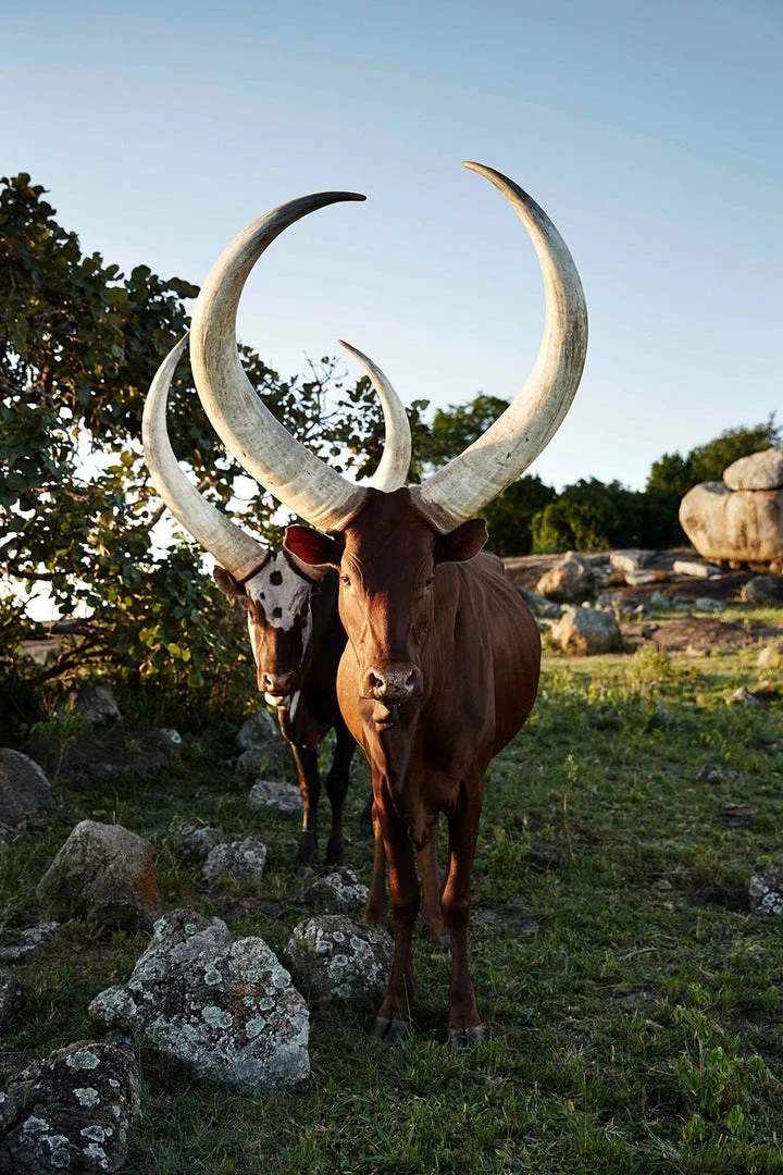 Teneus Publishing Gifts By Occasion The Cow Book 3 Teneus Publishing Gifts By Occasion The Cow Book