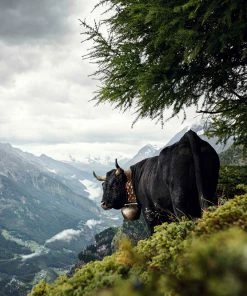 Teneus Publishing Gifts By Occasion The Cow Book 9 Teneus Publishing Gifts By Occasion The Cow Book