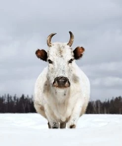 Teneus Publishing Gifts By Occasion The Cow Book 10 Teneus Publishing Gifts By Occasion The Cow Book