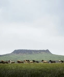 Teneus Publishing Gifts By Occasion Namibia Book