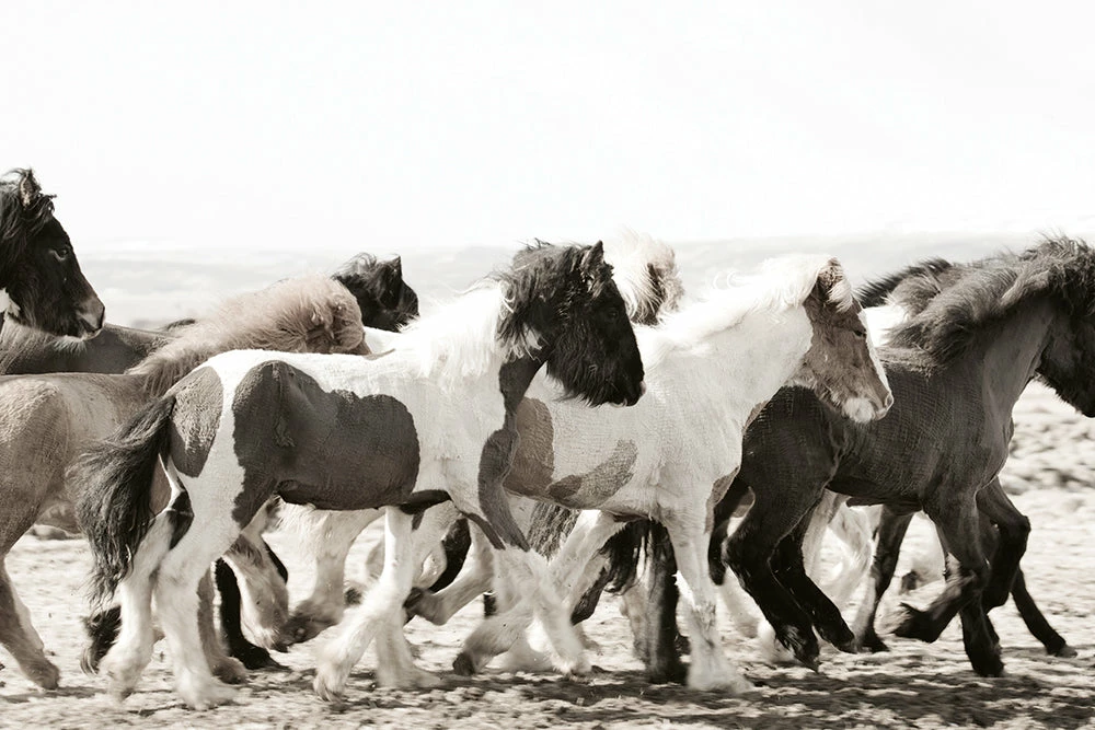 Teneus Publishing Horses Of Iceland Book Gifts By Occasion 3 Teneus Publishing Horses Of Iceland Book Gifts By Occasion