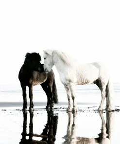 Teneus Publishing Horses Of Iceland Book Gifts By Occasion 8 Teneus Publishing Horses Of Iceland Book Gifts By Occasion