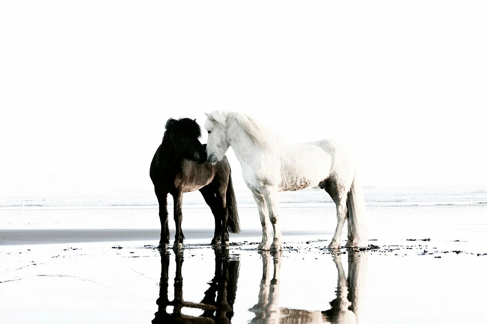 Teneus Publishing Horses Of Iceland Book Gifts By Occasion 4 Teneus Publishing Horses Of Iceland Book Gifts By Occasion