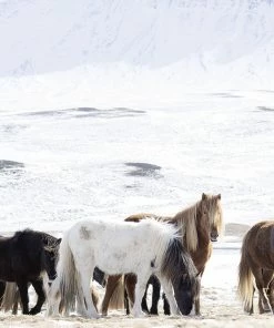 Teneus Publishing Horses Of Iceland Book Gifts By Occasion 9 Teneus Publishing Horses Of Iceland Book Gifts By Occasion