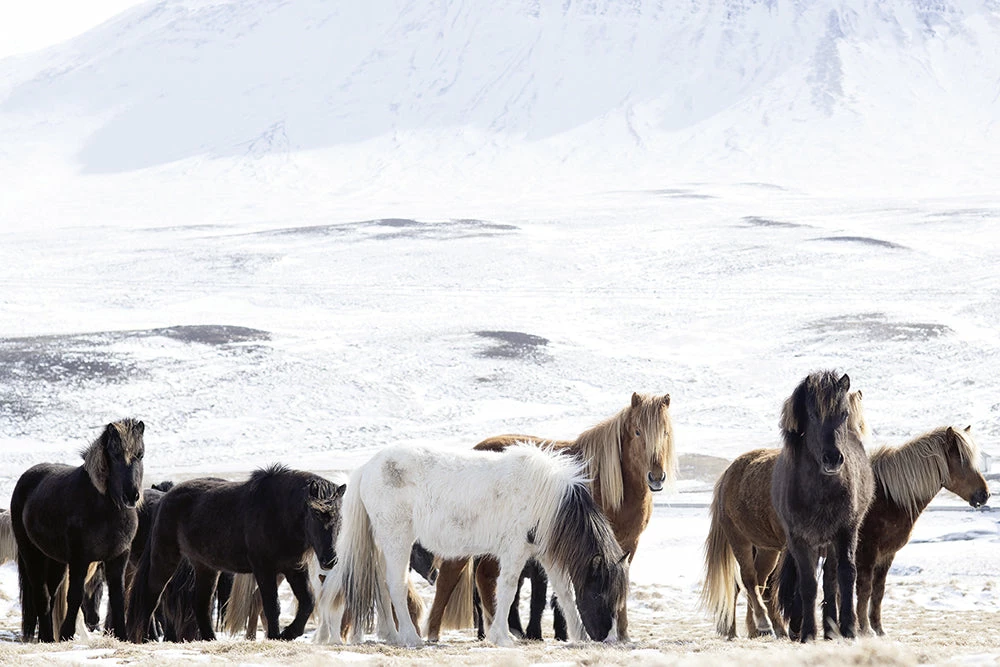 Teneus Publishing Horses Of Iceland Book Gifts By Occasion 5 Teneus Publishing Horses Of Iceland Book Gifts By Occasion