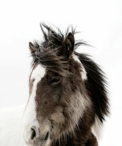 Teneus Publishing Horses Of Iceland Book Gifts By Occasion