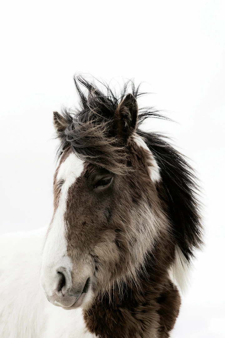 Teneus Publishing Horses Of Iceland Book Gifts By Occasion 2 Teneus Publishing Horses Of Iceland Book Gifts By Occasion