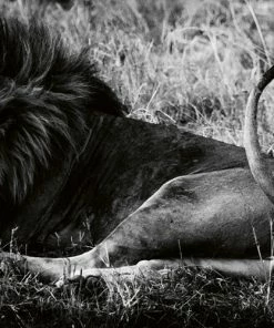 Teneus Publishing Lions Book