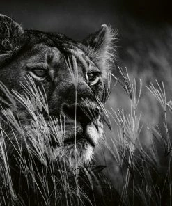 Teneus Publishing Lions Book