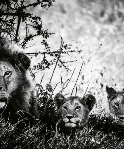 Teneus Publishing Lions Book