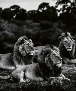 Teneus Publishing Lions Book