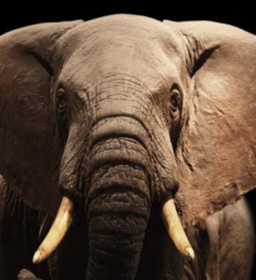 Art Addiction ACRYLIC SCULPTURE ART ELEPHANT Gifts By Occasion 2 Art Addiction ACRYLIC SCULPTURE ART ELEPHANT Gifts By Occasion